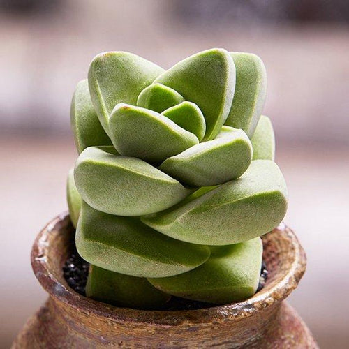 Real Live Succulent Cactus Plant : Crassula 'Moonglow'