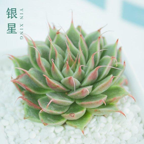 Real Live Succulent Cactus Plant : Graptoveria cv. Silver Star