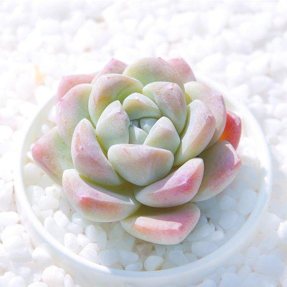 Real Live Succulent Cactus Plant : Echeveria 'Ice green'