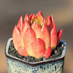 Real Live Succulent Cactus Plant : Echeveria agavoides