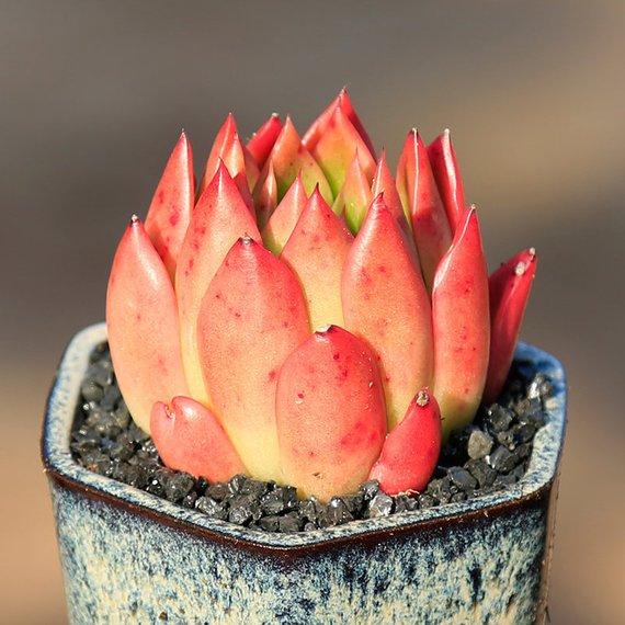 Real Live Succulent Cactus Plant : Echeveria agavoides