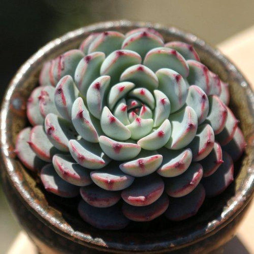 Real Live Succulent Cactus Plant : Echeveria blue minima