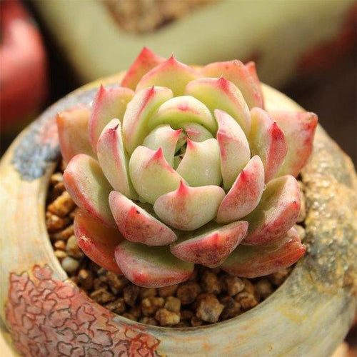 Real Live Succulent Cactus Plant : Echeveria 'prism'