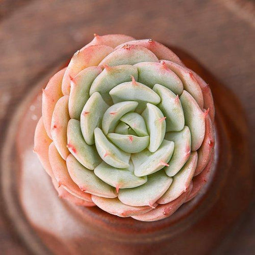 Real Live Succulent Cactus Plant : Echeveria 'Deresina'
