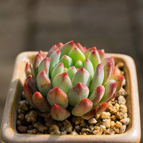Real Live Succulent Cactus Plant : xSedeveria 'Blue Elf'