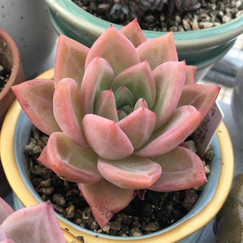 Real Live Succulent Cactus Plant : Echeveria Pink Champagne