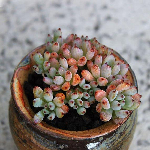 Real Live Succulent Cactus Plant : Graptopetalum blackberry