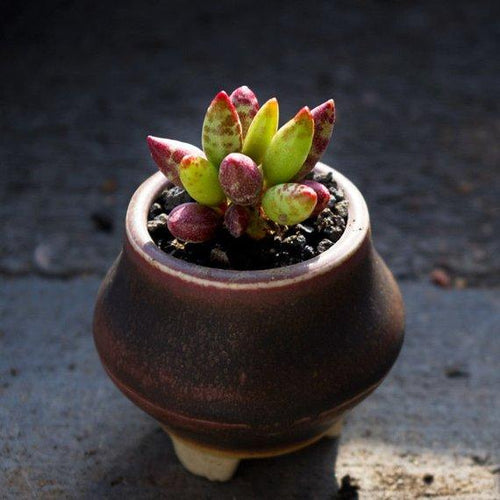 Real Live Succulent Cactus Plant : Adromischus antidorcatum