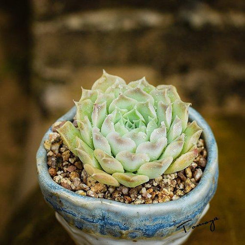 Real Live Succulent Cactus Plant : Echeveria halbingeri Walther