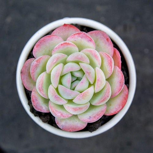 Real Live Succulent Cactus Plant : Echeveria 'Suryeon'