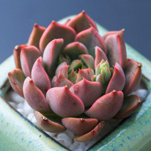 Real Live Succulent Cactus Plant : Senecio pendulus