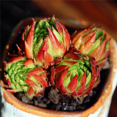 Real Live Succulent Cactus Plant : jovibarba allionii orange