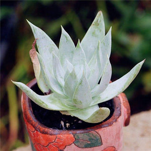 Real Live Succulent Cactus Plant : Dudleya pulverulenta
