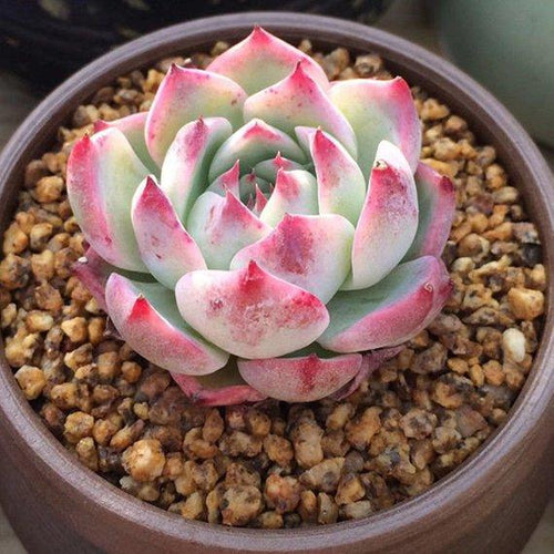 Real Live Succulent Cactus Plant : Echeveria cv 'Momotarou'