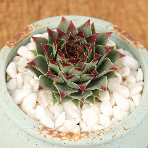 Real Live Succulent Cactus Plant : Sempervivum tectorum ssp. Calacreum