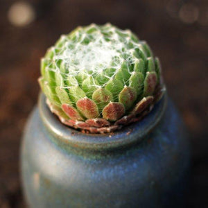 Real Live Succulent Cactus Plant : Sempervivum arachnoideum ssp.tomentosum (C.B.Lehm. & Schnittsp.)