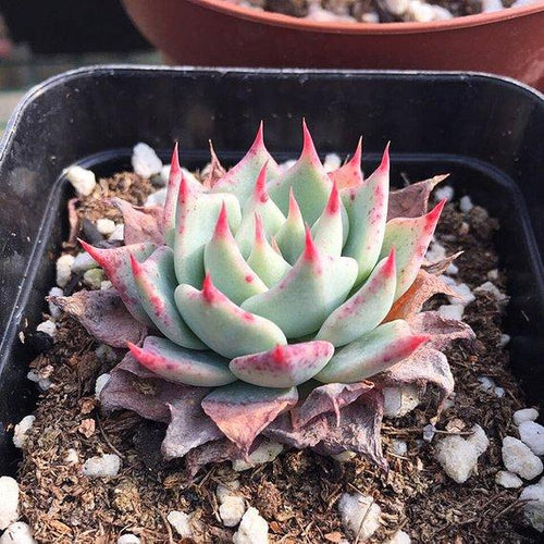 Real Live Succulent Cactus Plant : Echeveria subalpina