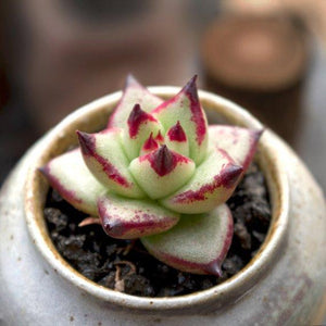 Real Live Succulent Cactus Plant : Echeveria agavoides 'Ebony'
