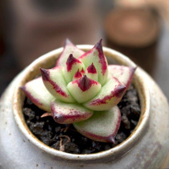 Real Live Succulent Cactus Plant : Echeveria agavoides 'Ebony'