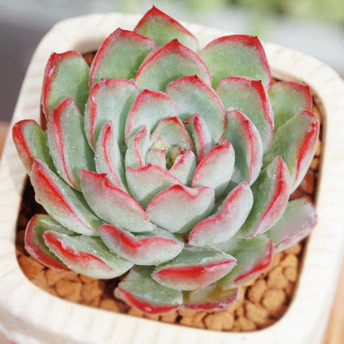 Real Live Succulent Cactus Plant : Echeveria Apus