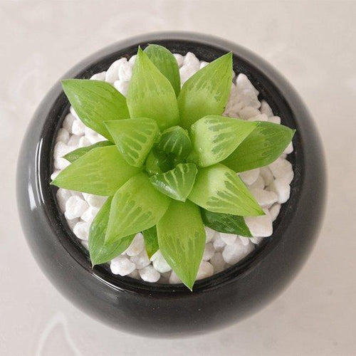 Real Live Succulent Cactus Plant : Haworthia cooperi var. leightonii