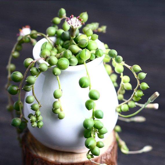 Real Live Succulent Cactus Plant : Senecio rowleyanus String of Pearls