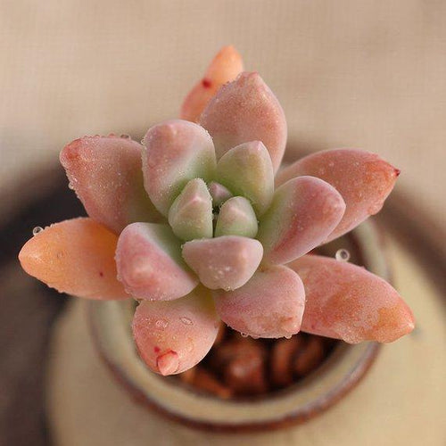 Real Live Succulent Cactus Plant : xGraptosedum 'Francesco Baldi'