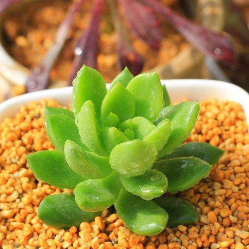 Real Live Succulent Cactus Plant : 'QINGLI'