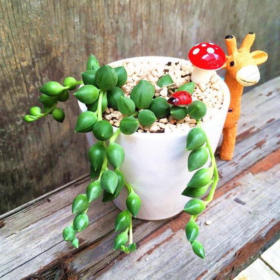 Real Live Succulent Cactus Plant : Senecio rowleyanus