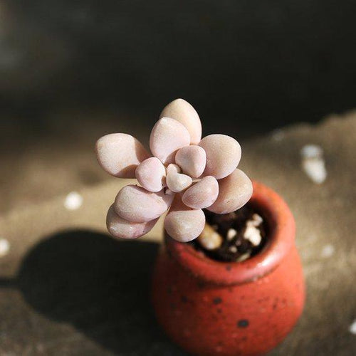 Real Live Succulent Cactus Plant : Graptopetalum sp('Ellen')