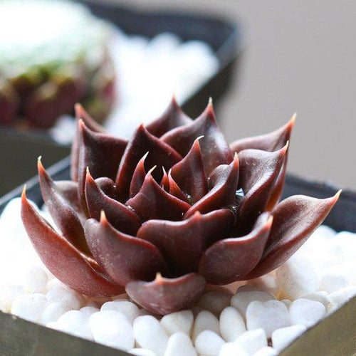 Real Live Succulent Cactus Plant : Echeveria 'Black Prince'