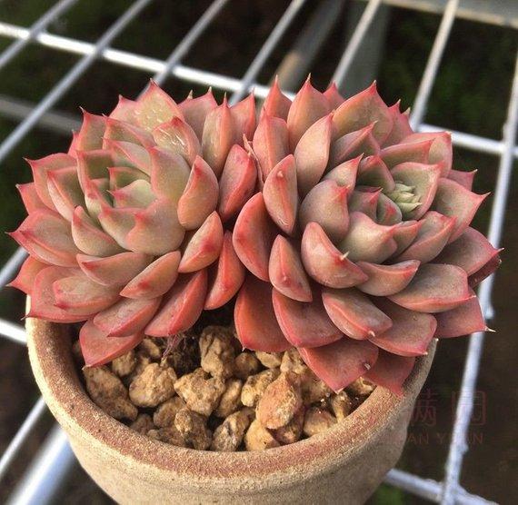 Real Live Succulent Cactus Plant : Senecio pendulus