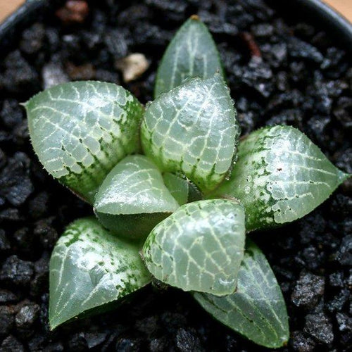 Real Live Succulent Cactus Plant : Haworthia 'Glass Compto'