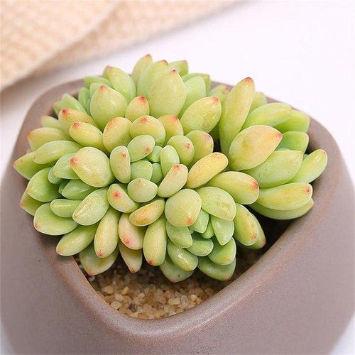 Real Live Succulent Cactus Plant : Sedum clavatum R.T.Clausen