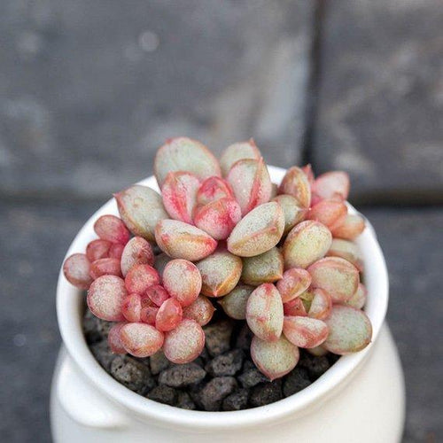 Real Live Succulent Cactus Plant : Graptoveria amethorum
