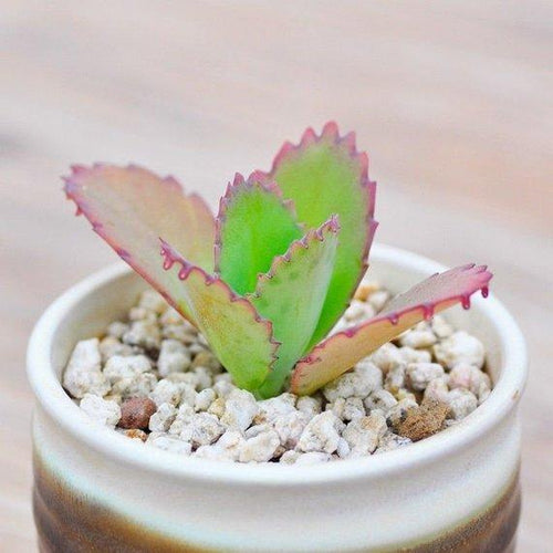 Real Live Succulent Cactus Plant : Bryophyllum pinnatum (L. f.) Oken
