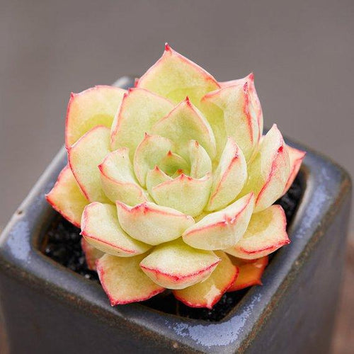 Real Live Succulent Cactus Plant : Echeveria Californica Queen