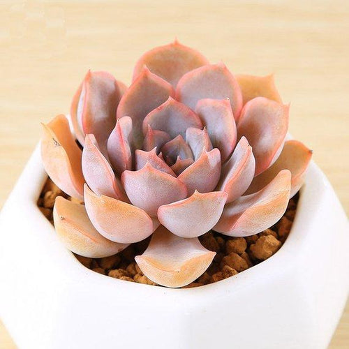 Real Live Succulent Cactus Plant : Echeveria Lidia / Echeveria Fiona