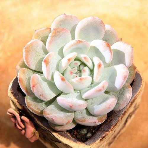 Real Live Succulent Cactus Plant : Echeveria Laui x lindsayana