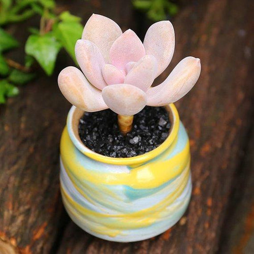 Real Live Succulent Cactus Plant : x Graptophytum 'Supreme'