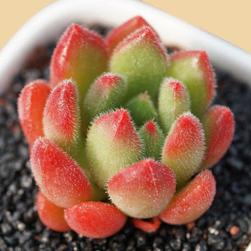 Real Live Succulent Cactus Plant : Echeveria 'Bella'