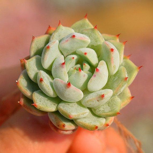 Real Live Succulent Cactus Plant : Echeveria cuspidata var. gemmula / Echeveria mexensis var. gemmula