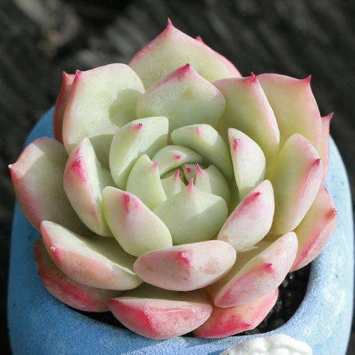 Real Live Succulent Cactus Plant : TP Echeveria Tippy