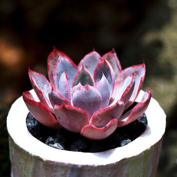 Real Live Succulent Cactus Plant : Echeveria hera