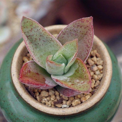 Real Live Succulent Cactus Plant : Crassula falcata