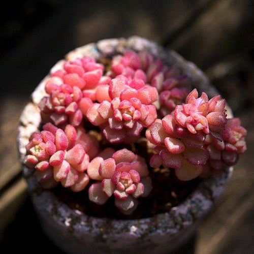 Real Live Succulent Cactus Plant : Sedum versadense