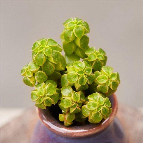 Real Live Succulent Cactus Plant : Peperomia columella