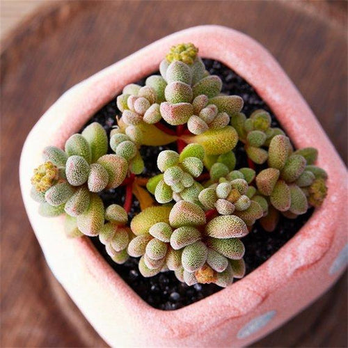 Real Live Succulent Cactus Plant : Crassula namaquensis ssp. comptonii (Hutchison & Pillans) Tölken
