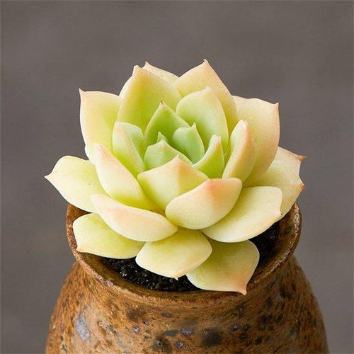 Real Live Succulent Cactus Plant : Echeveria fun queen
