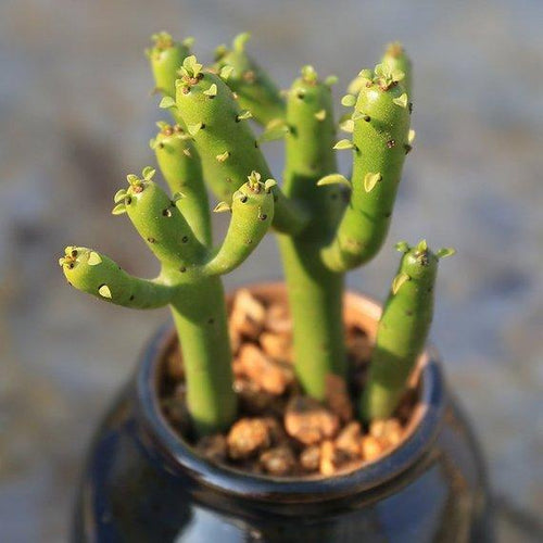 Real Live Succulent Cactus Plant : Euphorbia tirucalli Linn